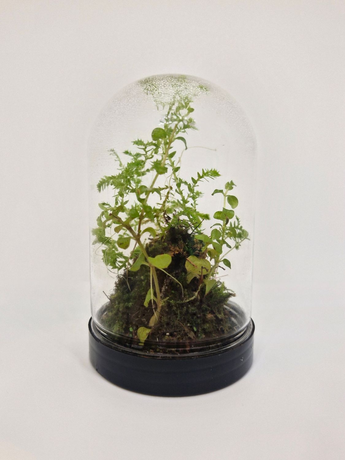Pocket Dome Terrarium