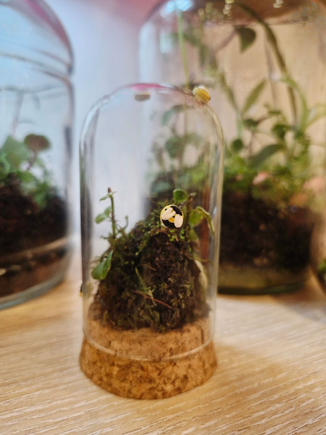 Pocket Lotus Terrarium