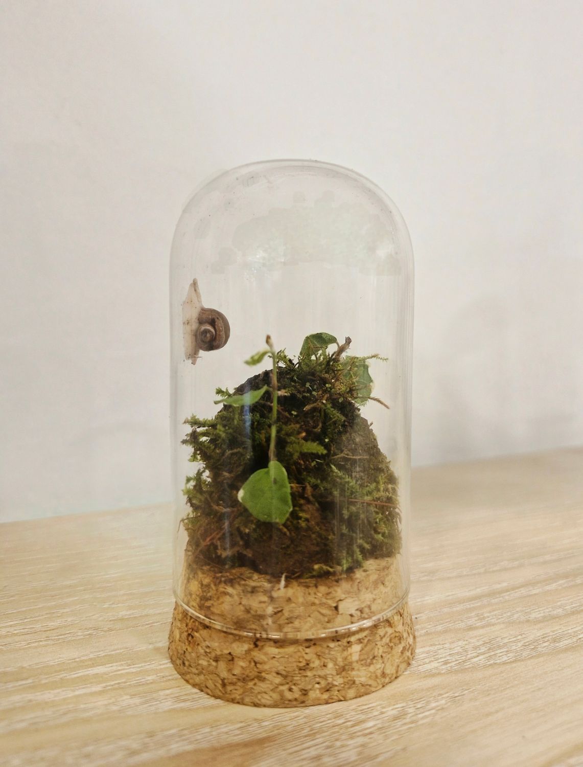 Pocket Lotus Terrarium