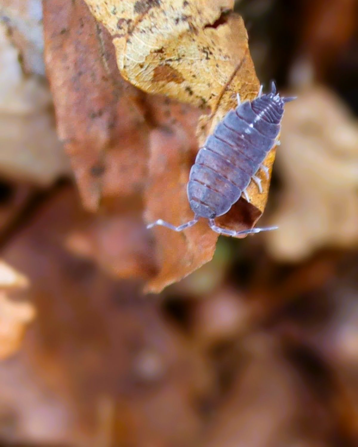 Powdery Mix Isopods – Nature’s Little Custodians Powdery Mix Isopods – Nature’s Little Custodians