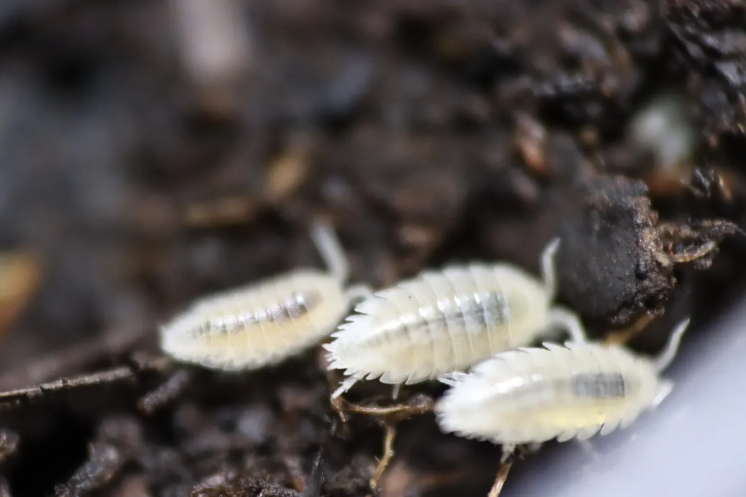 White Scabber Isopods – Nature's Little Custodians