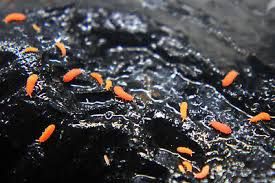 Red Springtails (Neanuridae) — Rare Non-Jumping Clean-Up Crew