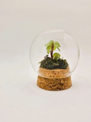 How to Care for Your Cork Bottom Terrarium: Step-by-Step Guide