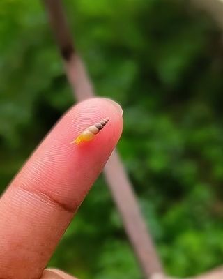 🐌 Spiked Awlsnails: Tiny Clean-Up Crew With a Wild Side