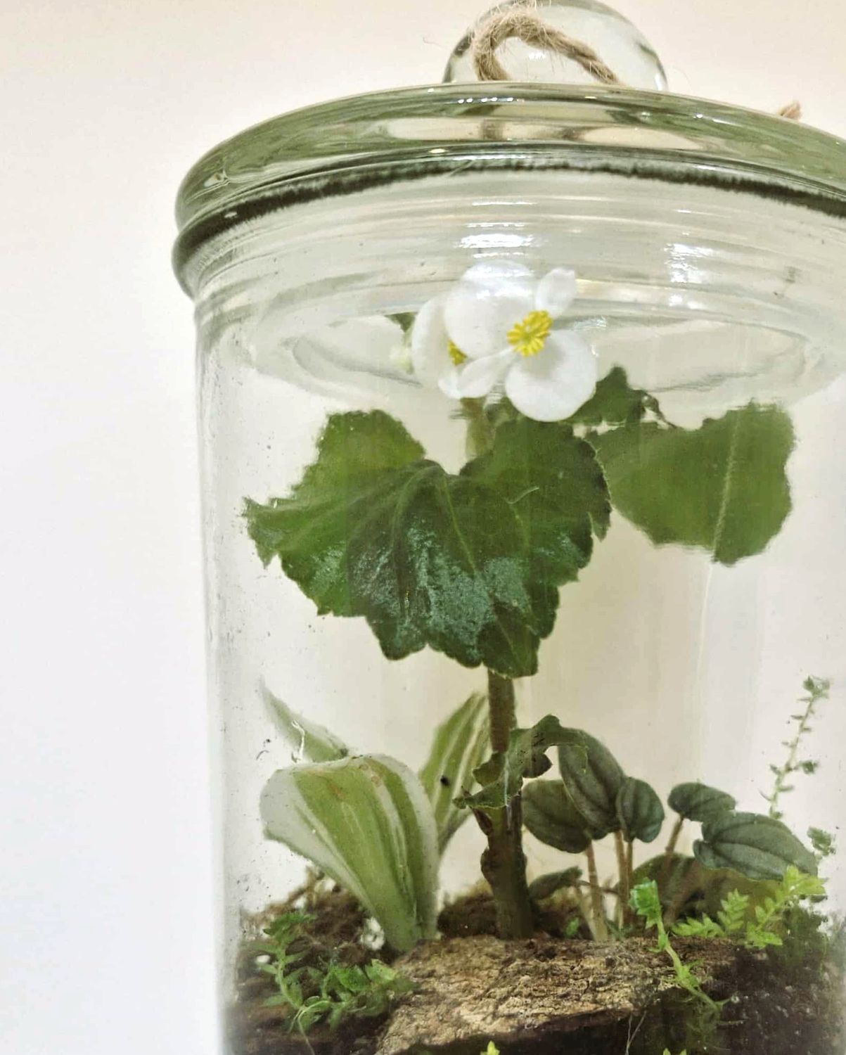 Petite Blossom Bioactive Terrarium Petite Blossom Bioactive Terrarium