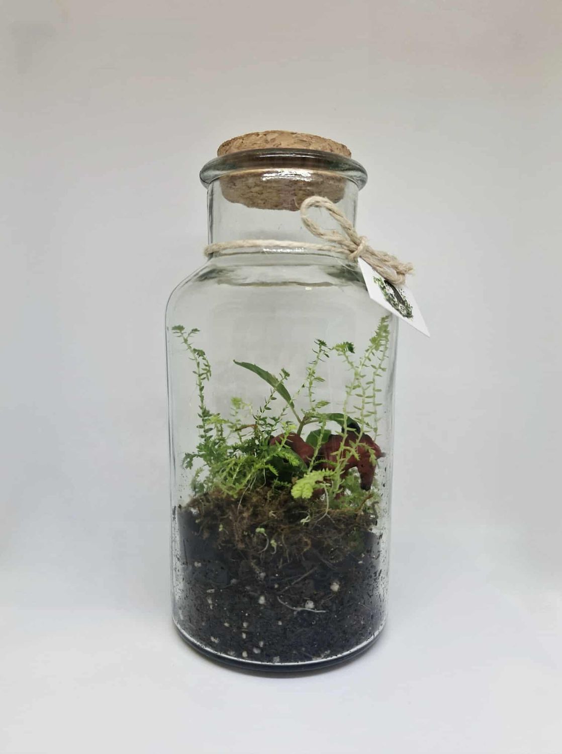 Mini Tropical Bioactive Terrarium Mini Tropical Bioactive Terrarium