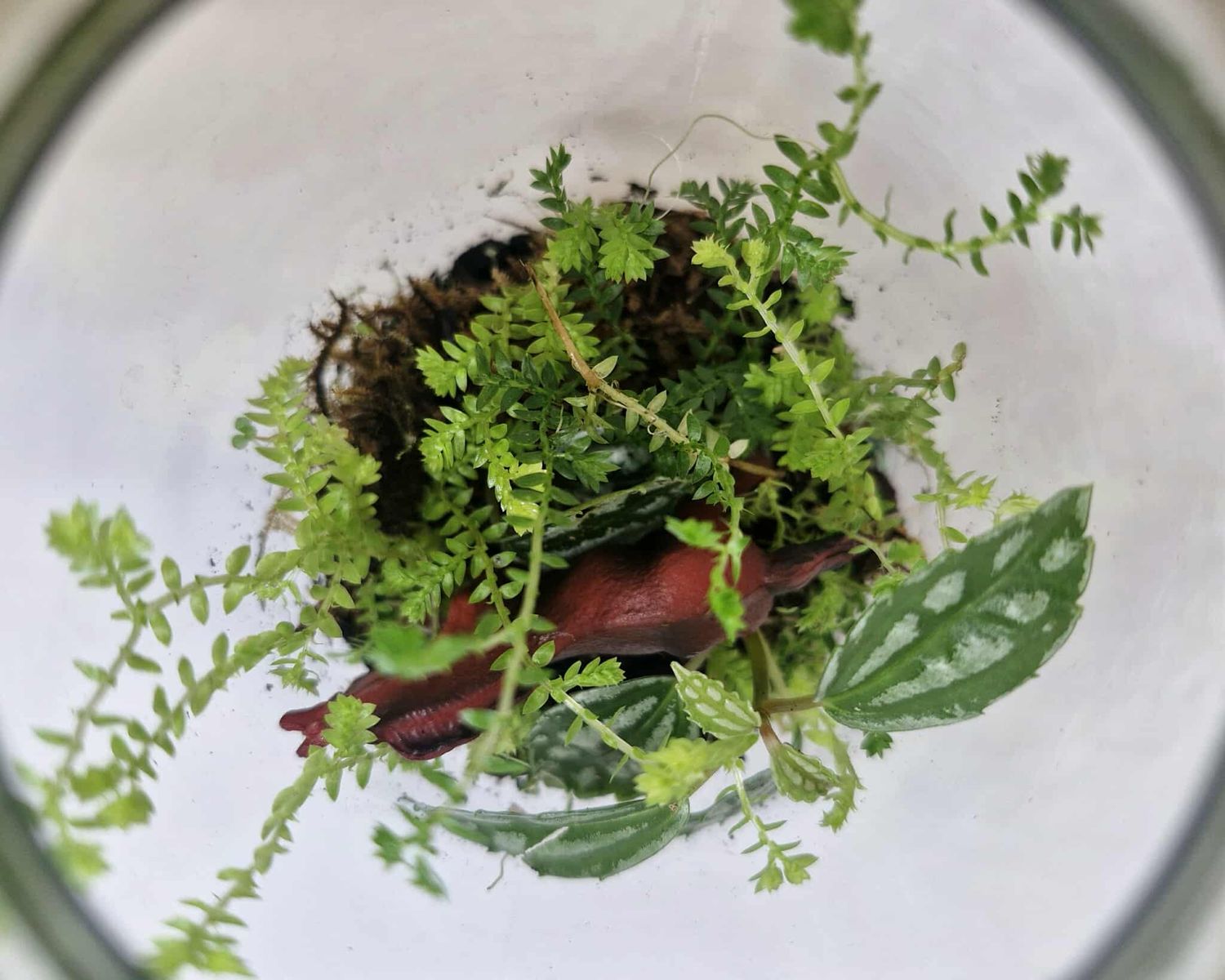 Mini Tropical Bioactive Terrarium