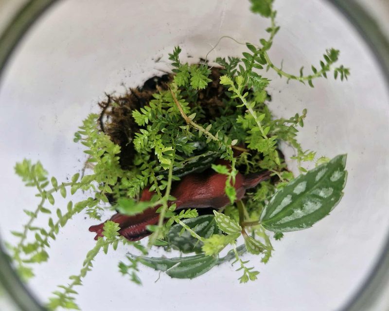 Mini Tropical Bioactive Terrarium