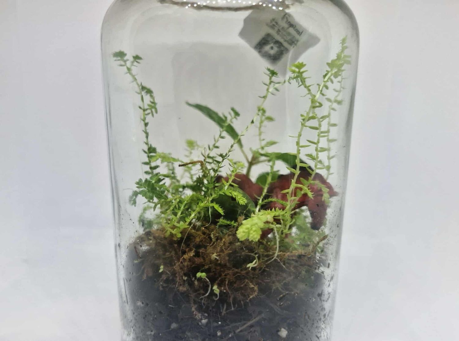 Mini Tropical Bioactive Terrarium