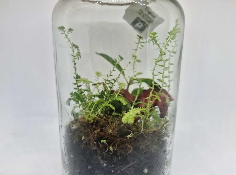 Mini Tropical Bioactive Terrarium