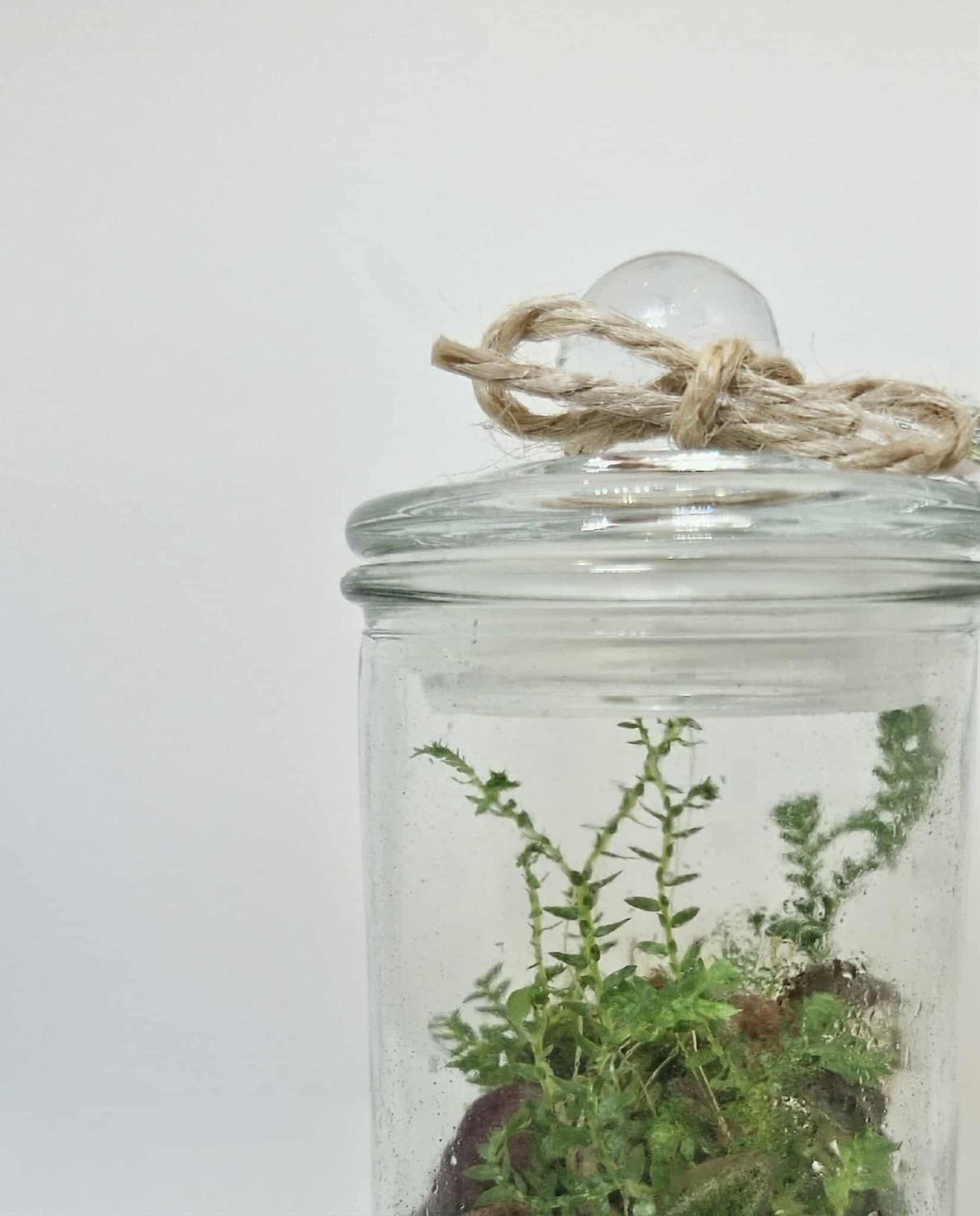 Pocket Blossom Bioactive Terrarium Pocket Blossom Bioactive Terrarium