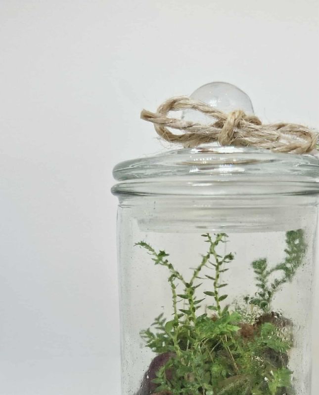 Pocket Blossom Bioactive Terrarium