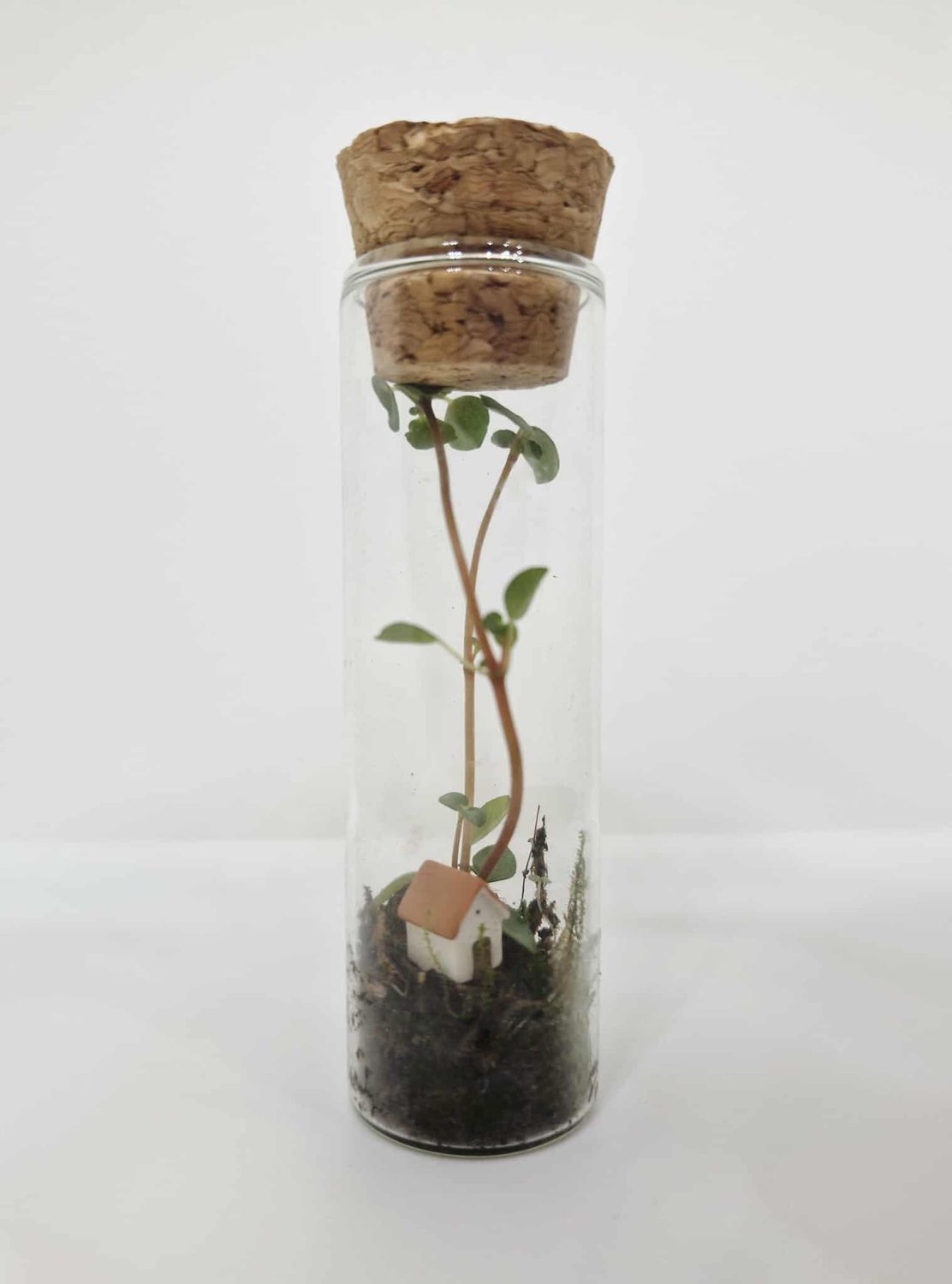 The Stem Cell Terrarium