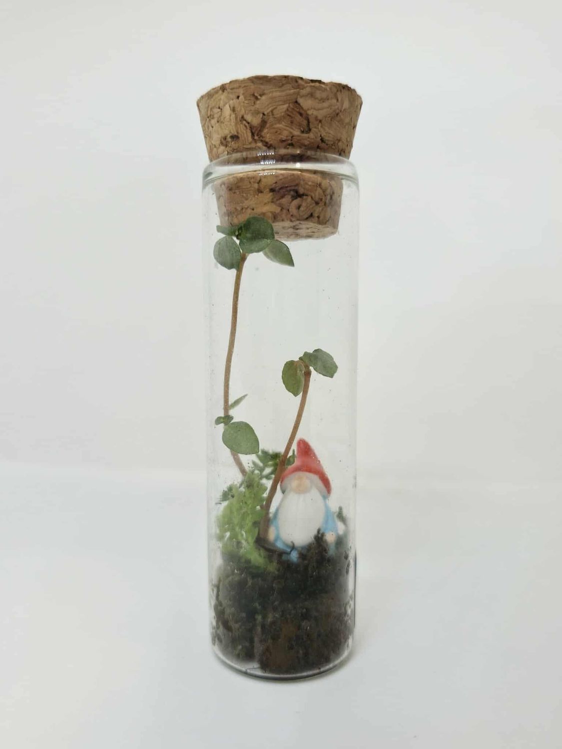 The Stem Cell Terrarium The Stem Cell Terrarium