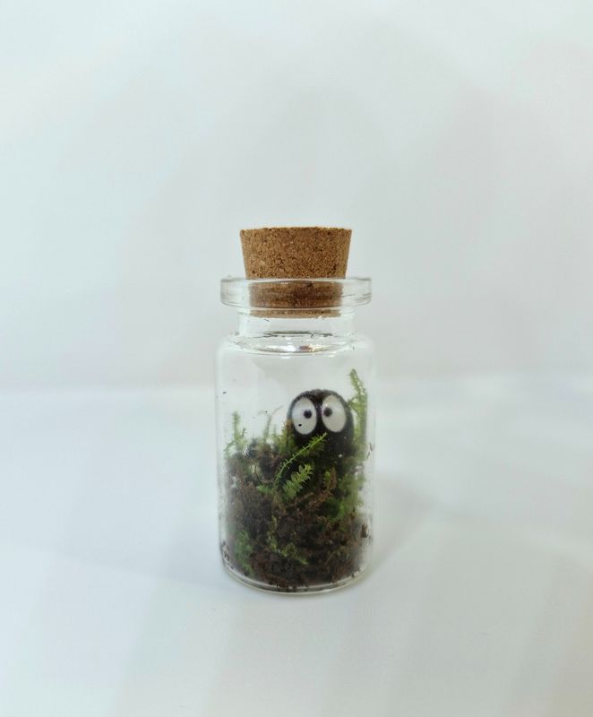 Sprout Bean Terrarium