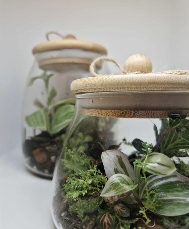 Hidden Hollow Bioactive Terrarium – with Springtails Hidden Hollow Bioactive Terrarium – with Springtails