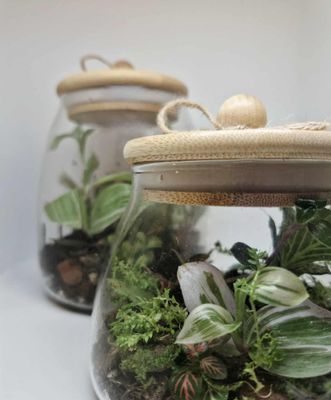 Hidden Hollow Bioactive Terrarium – with Springtails