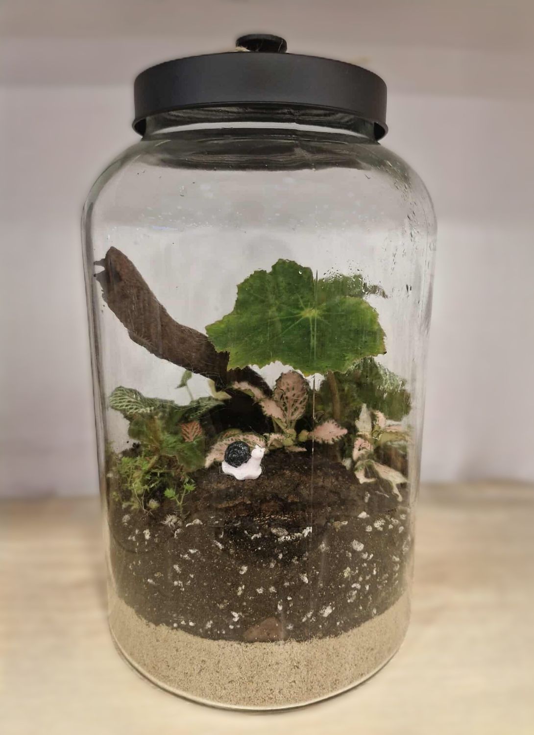 Extra Large Forest Bioactive Terrarium Extra Large Forest Bioactive Terrarium