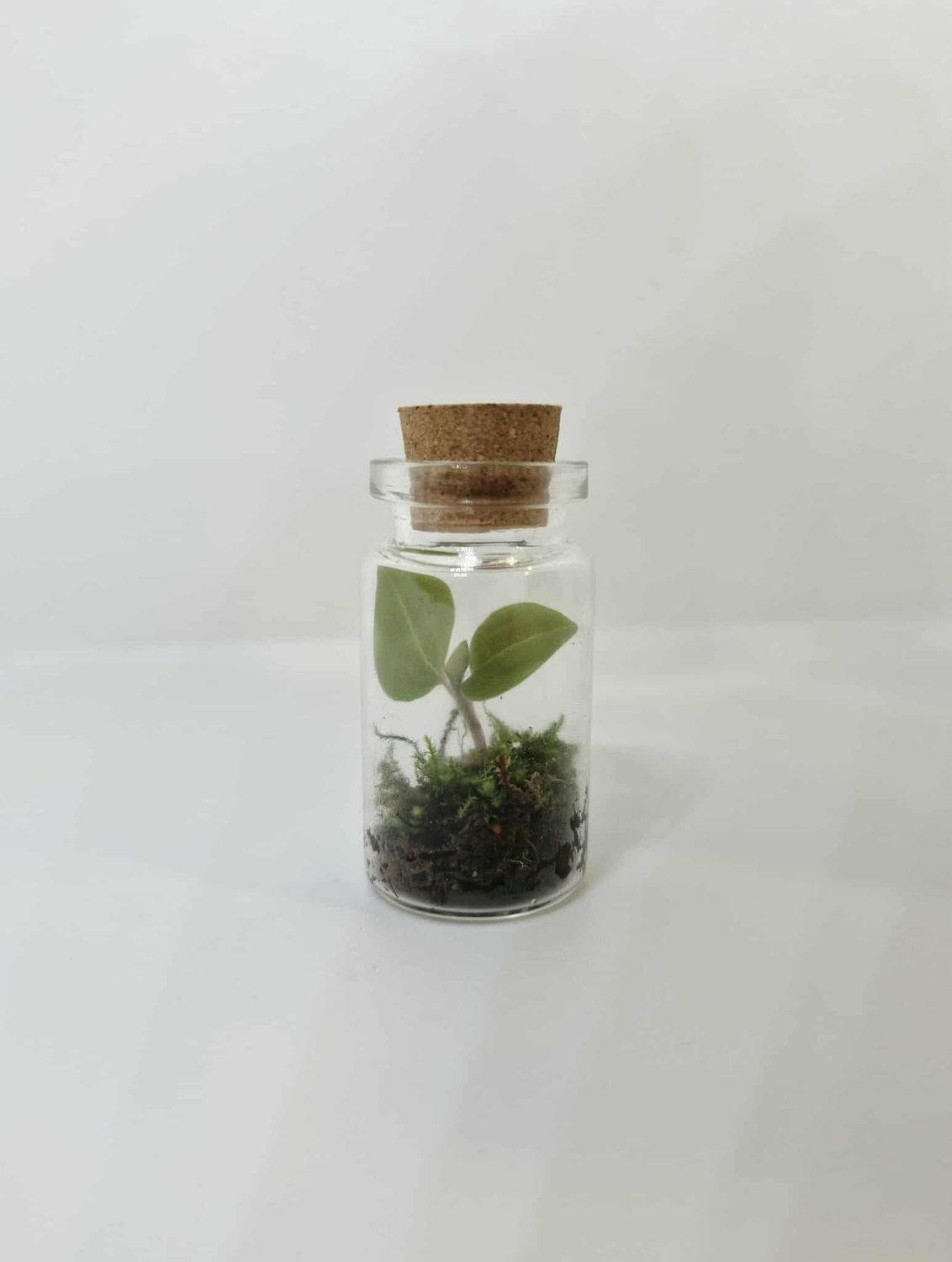 Sprout Bean Terrarium