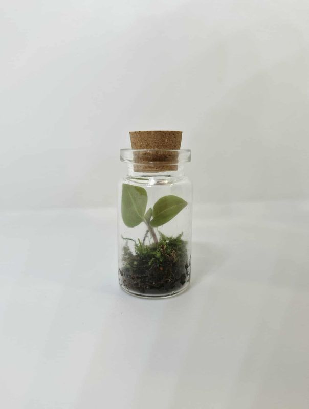 Sprout Bean Terrarium