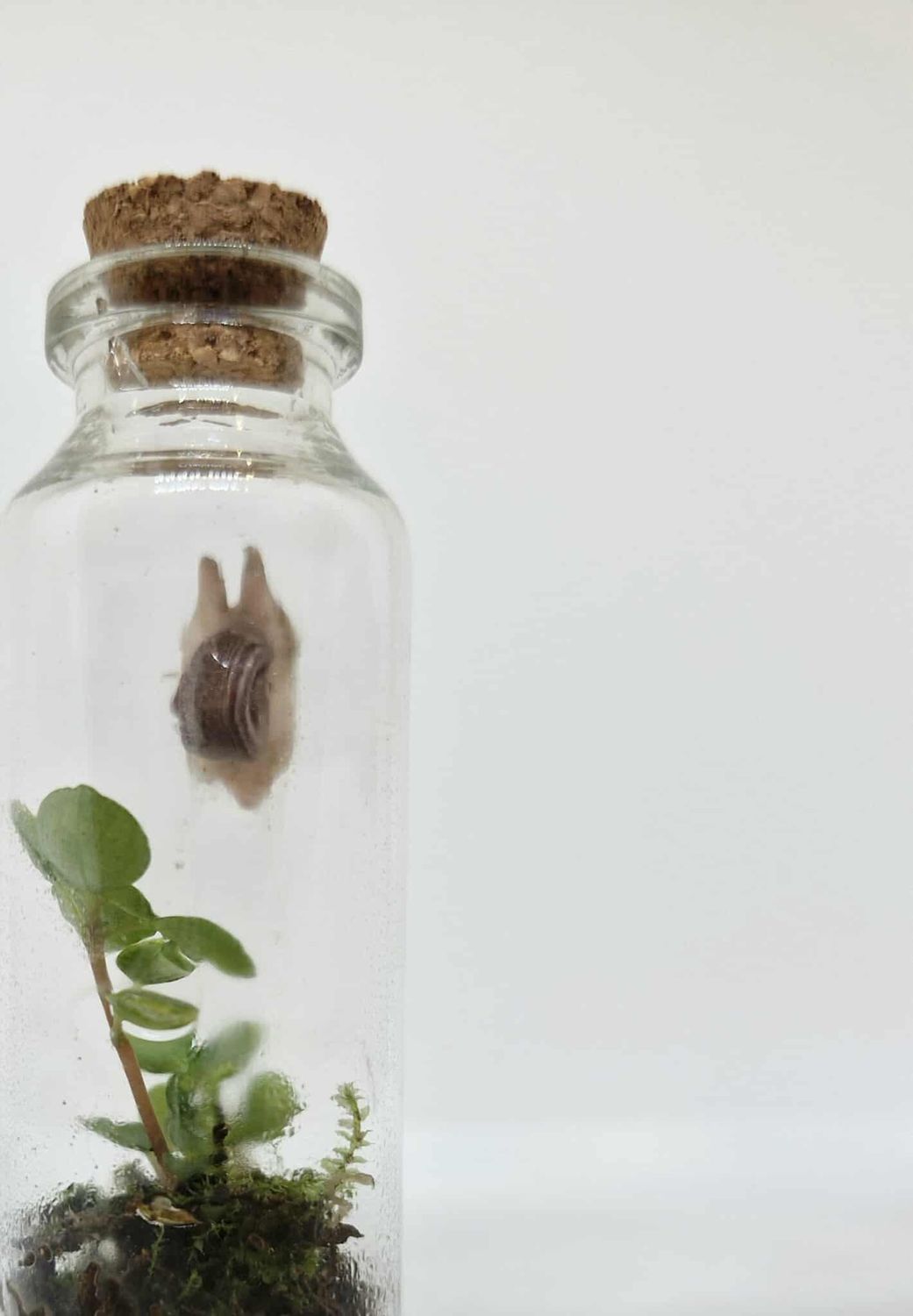 Sprout Thistle Terrarium