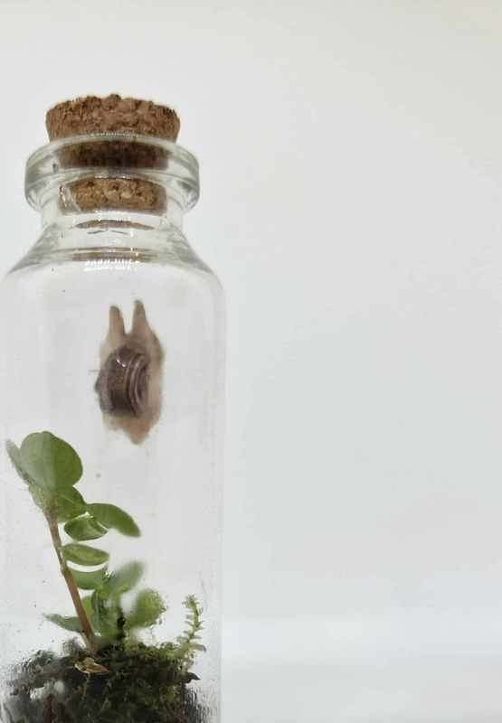 Sprout Thistle Terrarium