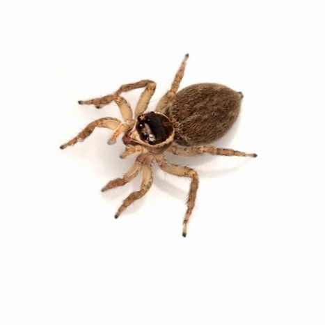 Red-headed jumping spider (Maratus griseus)