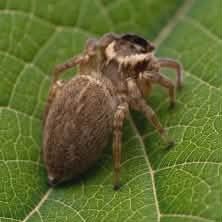 The Red-headed Jumping Spider: A Pet That’ll Grow on You!
