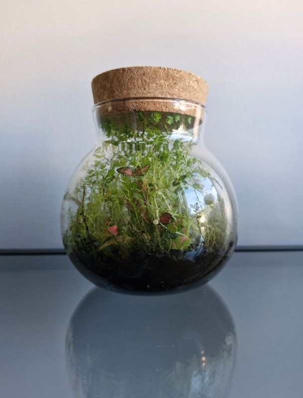 Petite Flora Terrarium