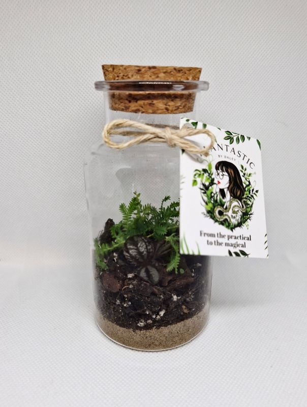 Pocket Tropical Bioactive Terrarium