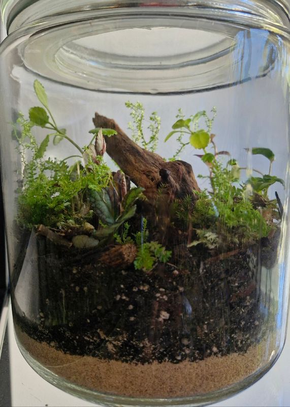 Large Botanical Bioactive Terrarium