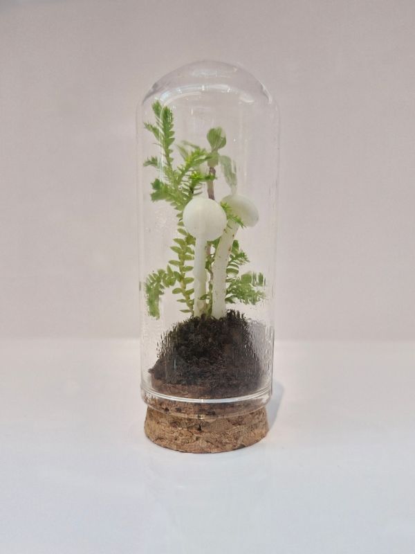 Sprout Lotus Terrarium