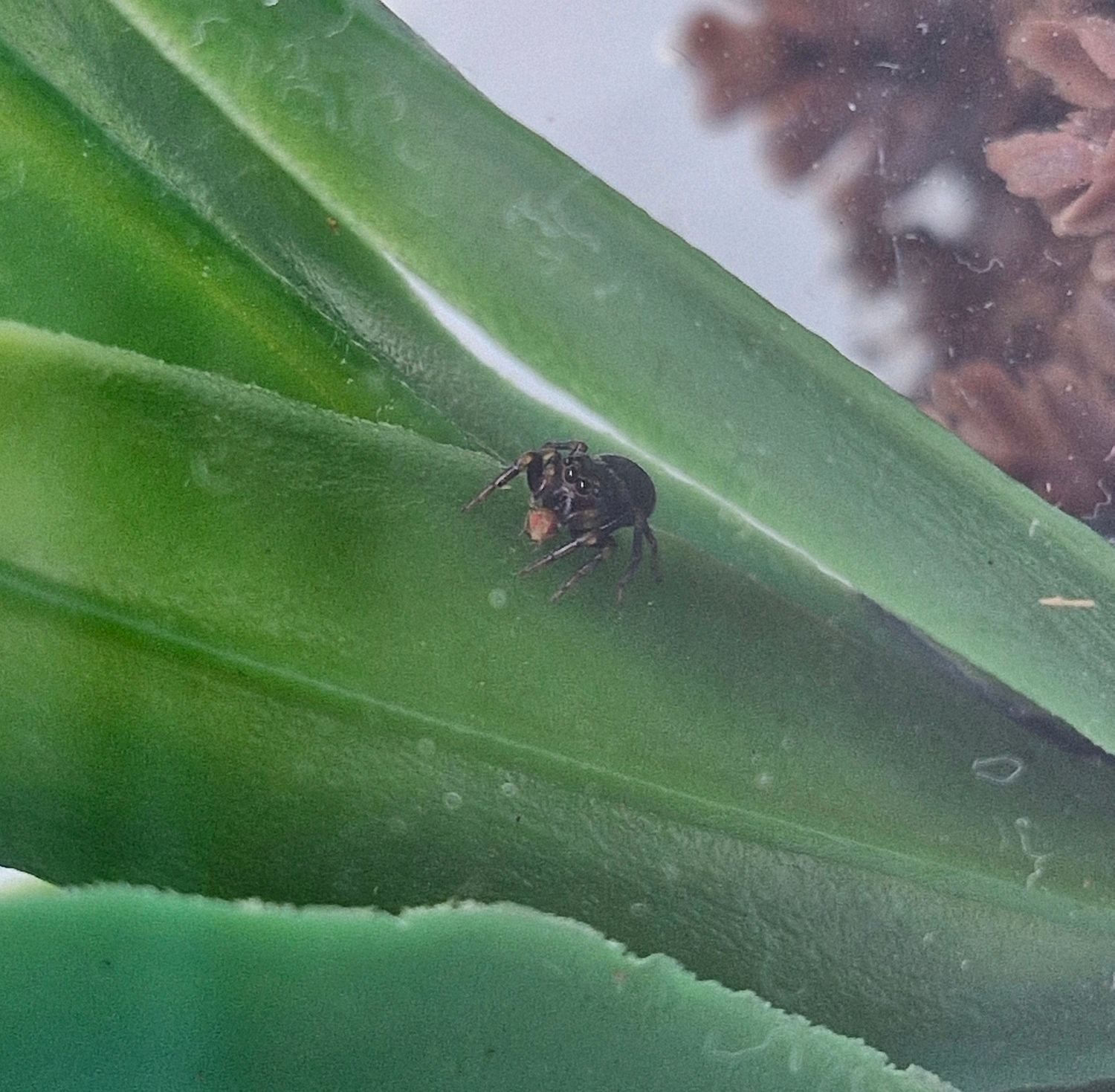 Zenodorus sp. (Australian Jumping Spider) Coffin Arachnarium