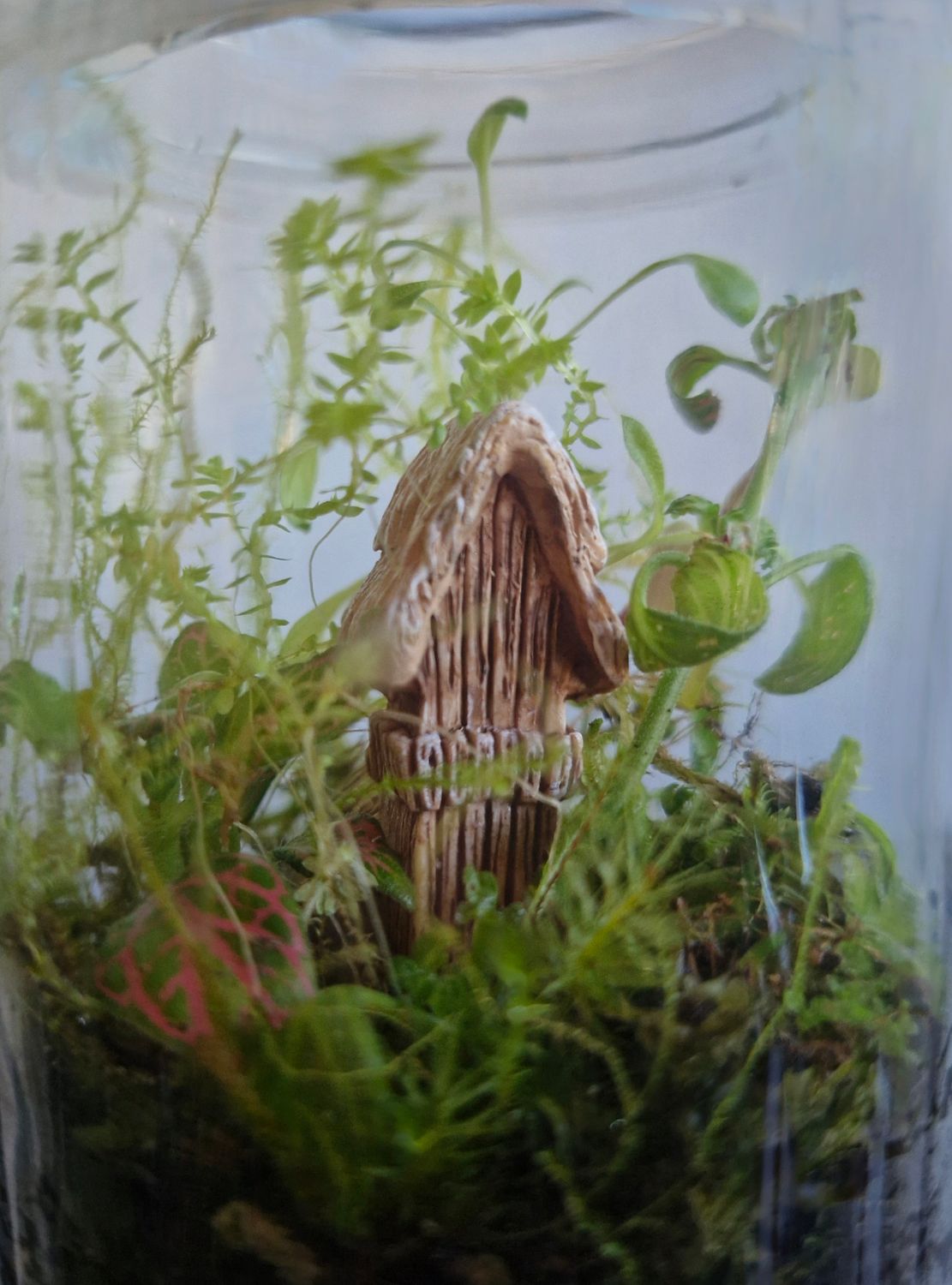 Mini Blossom Bioactive Terrarium