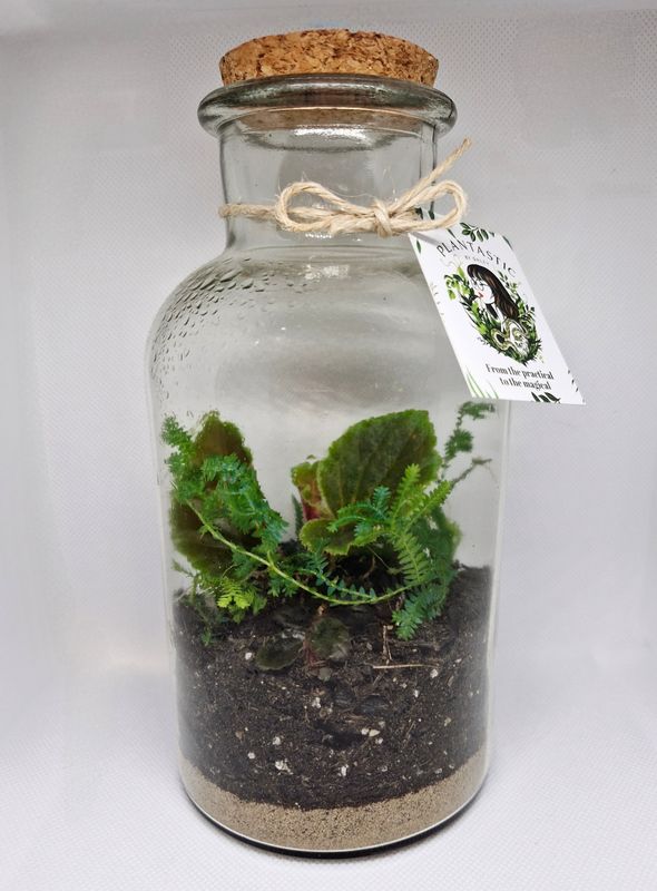 Petite Tropical Bioactive Terrarium