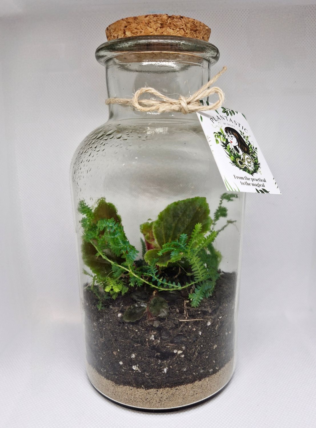 Petite Tropical Bioactive Terrarium
