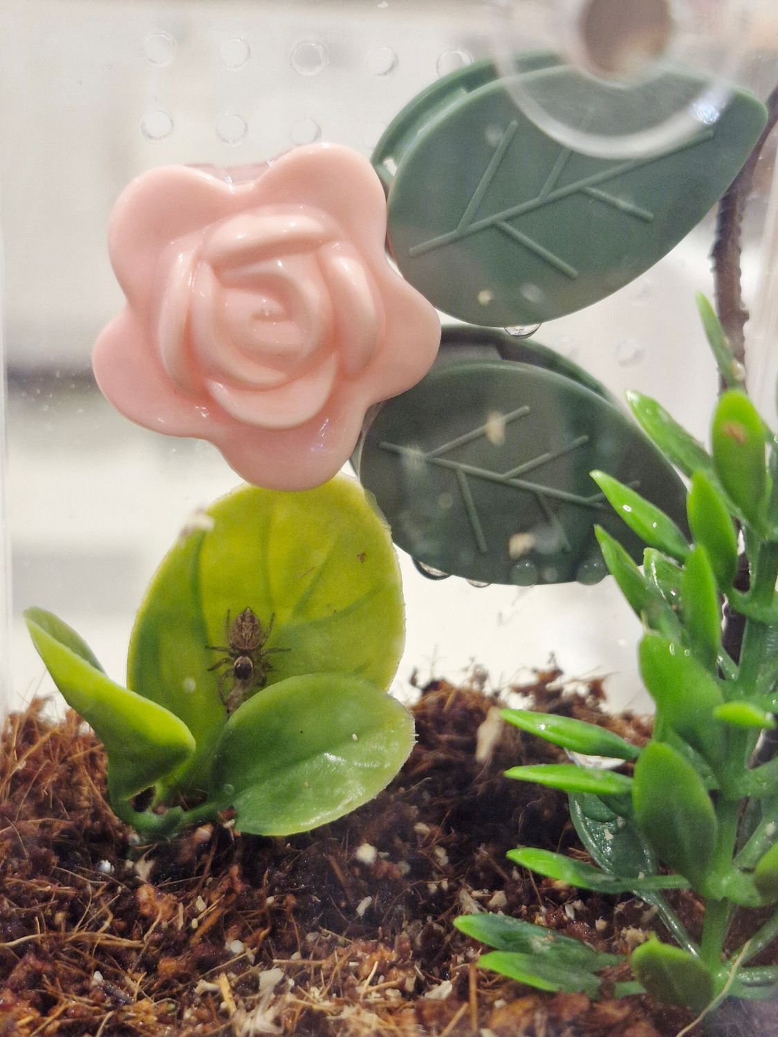 Red-headed jumping spider (Maratus griseus) - Arachnarium Sprout Habitat