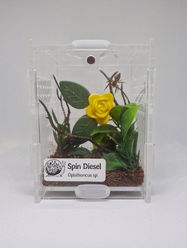 Opisthoncus sp. Jumping Spider – Arachnarium Sprout Habitat