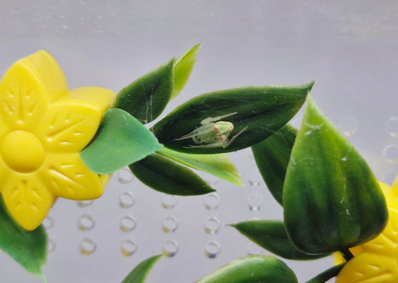 Speckled Orb-weaver (Araneus circulissparsus) - Arachnarium Sprout Habitat