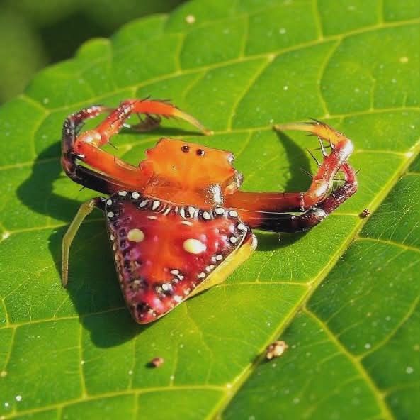 Triangular Spider (Arkys Iancearius)– Arachnarium Sprout Habitat