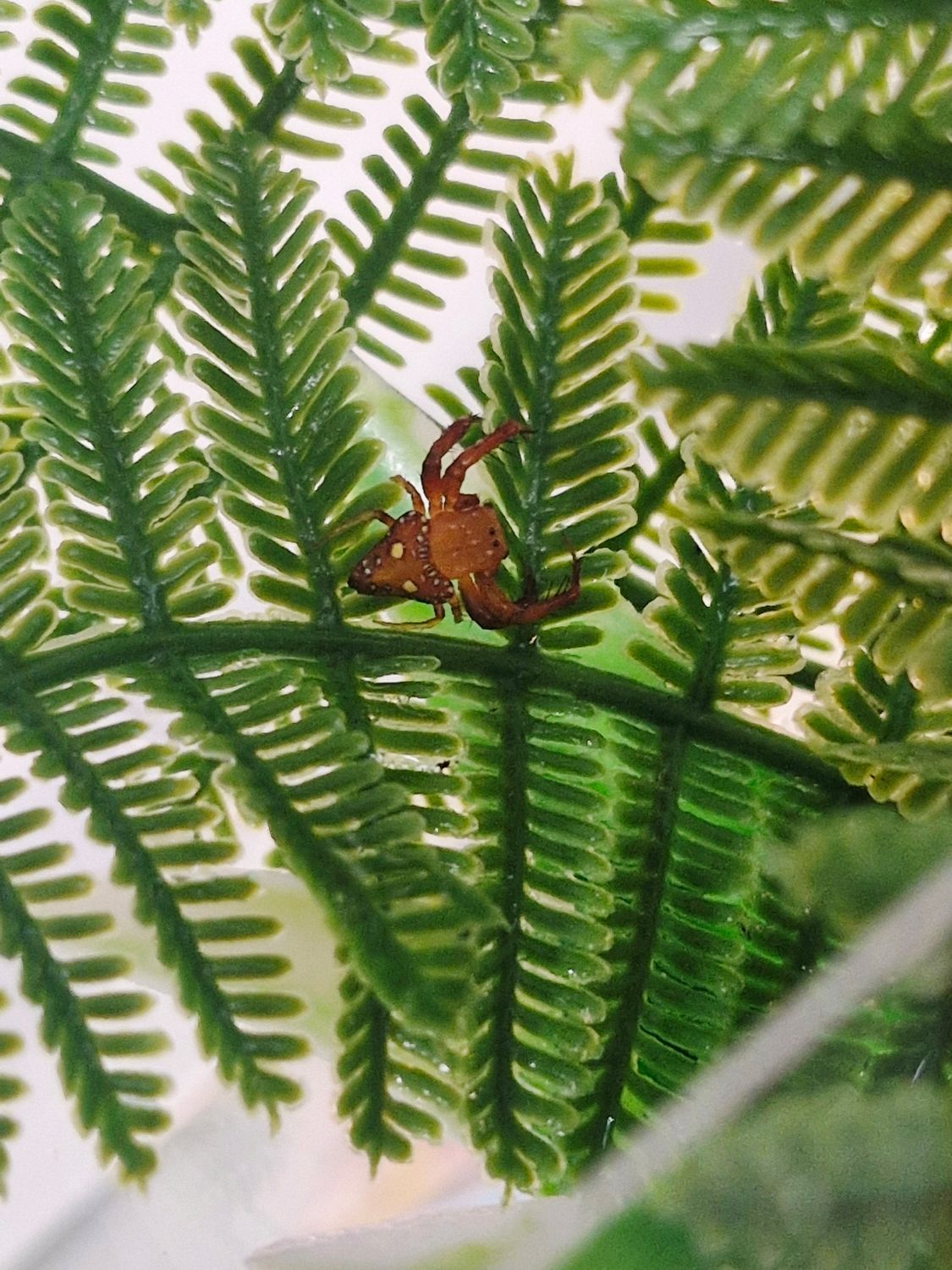 Triangular Spider (Arkys Iancearius)– Arachnarium Sprout Habitat