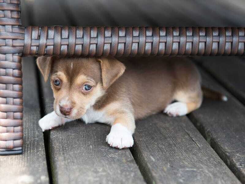 Can Guard Dogs become Emotional Support Animal?