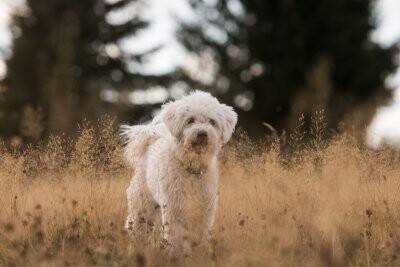Verifiable Qualities of Various Guard Dogs | Useful Guide