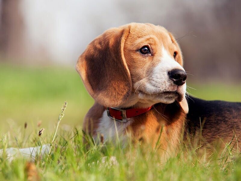 Unbiased Reviews on Top Cat Food | Guide 2022