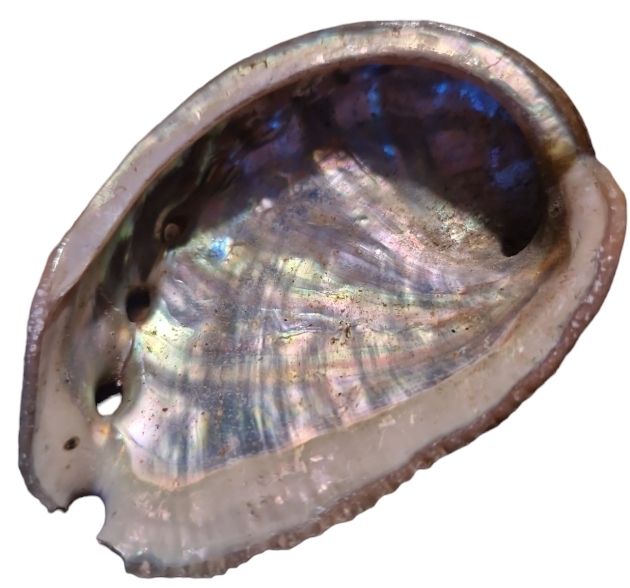 Abalone schelp