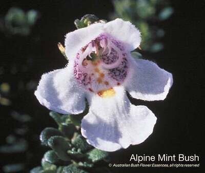 アルパイン ミント ブッシュ Alpine Mint Bush (15ml)