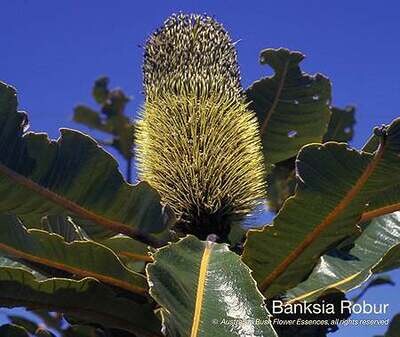 バンクシア ロバー Banksia Robur (15ml)