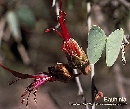 ボウヒニア Bauhinia (15ml)
