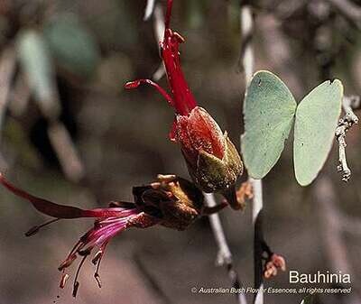 ボウヒニア Bauhinia (15ml)