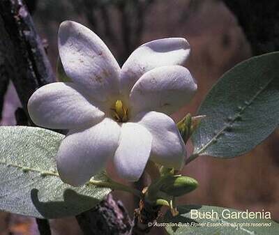 ブッシュ ガーデニア Bush Gardenia (15ml)